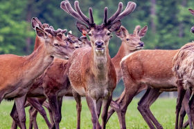 Stourton Estates Deer
